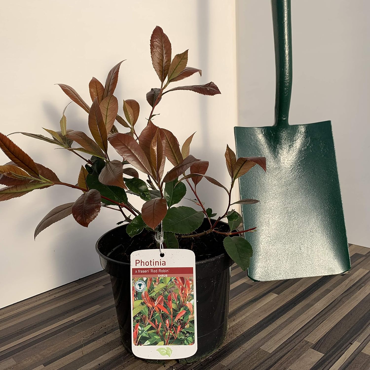 Photinia Red Robin Supplied in a 3 Litre Pot Amazon.co.uk Garden