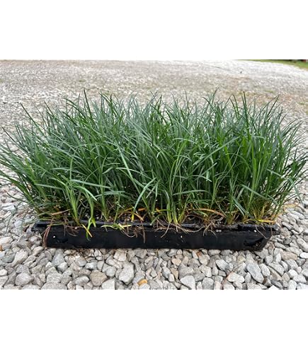 Amazon.com : 50 Monkey Grass Plants, Liriope, Bare Root Plants, Evergreen  Border Plants : Patio, Lawn & Garden