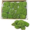 FAICOIA Preserved Moss Bulk Green Natural Preserved Pole Moss Pillow for Potted Plants 2.5 sq.ft Green Moss Balls for Bowls Wall Art Terrariums Crafts Fairy Gardens Easter Table Decor
