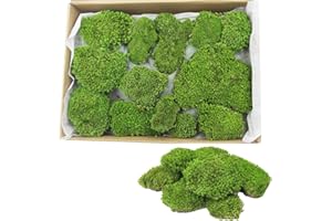 FAICOIA Preserved Moss Bulk Green Natural Preserved Pole Moss Pillow for Potted Plants 2.5 sq.ft Green Moss Balls for Bowls Wall Art Terrariums Crafts Fairy Gardens Easter Table Decor