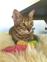 YEOWWW Organic Catnip Fish Stinkies Sardines Cat Toys Pack of 3 7.5cm view 5