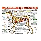 The Dog's Body Systems - A Double-Sided, UV Protected, Laminated Dog Anatomy Chart: A Learning and Teaching Chart For Veterinary Science Professionals, Veterninary Technicians, Dog Lovers and Breeders