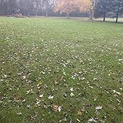 titan rx grass seed near me