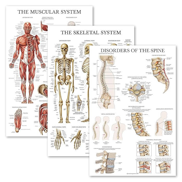 Buy 3 Pack Muscular System + Skeletal System + Disorders of the Spine