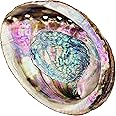Abalone Shell 5 Inches or Larger - Holds Incense, Trinkets, and More - Incense Holder for Smudging, Home Decor - Alternative Imagination