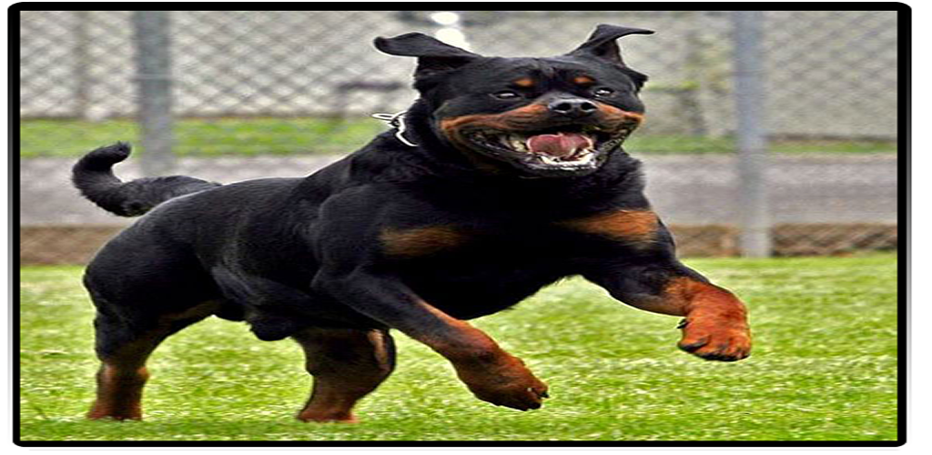 Most Dangerous Dog BreedsAmazon.co.ukAppstore for Android