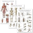 Palace Learning 3 Pack - Muscle + Skeleton + Anatomy & Injuries of the Foot and Ankle Poster Set - Muscular and Skeletal System Anatomical Charts - Laminated - 18" x 24"