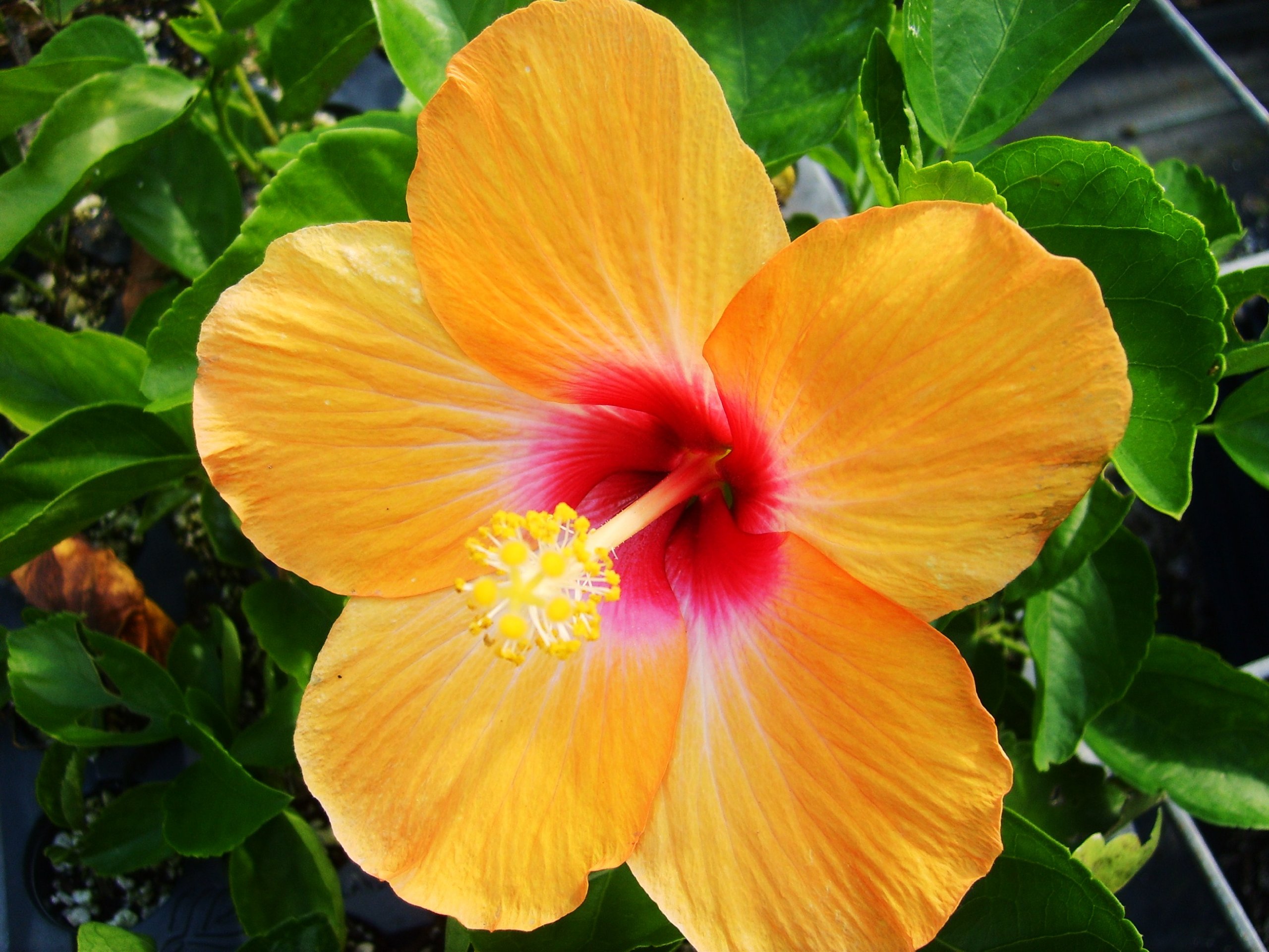 Cheri Tropical Hibiscus Live Plant Single Orange Rose Red Flower