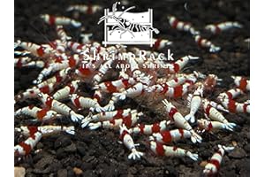ShrimpRack 10 Crystal Red Shrimp CRS Grade S-SSS Live Freshwater Aquarium Shrimps 1/4 to 1/2 inch Long.