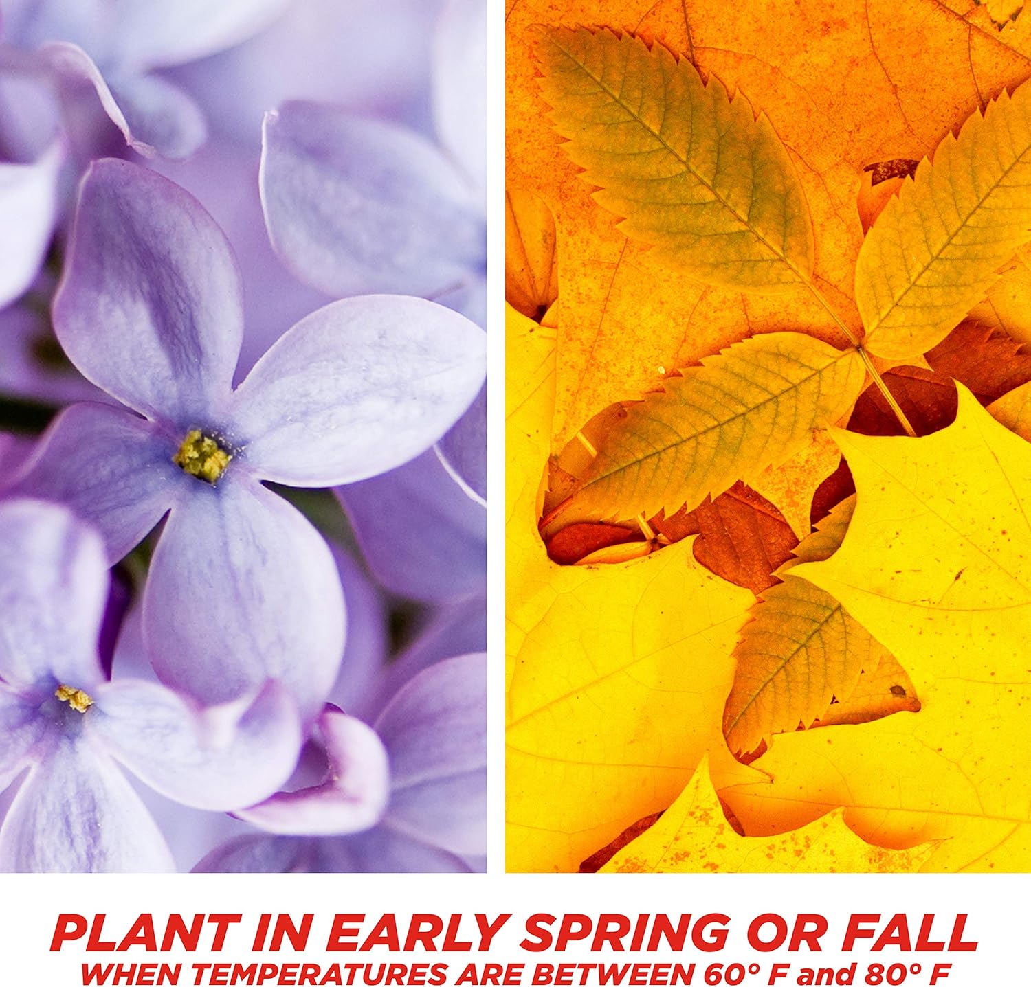 Pennington Smart Sun and Shade Grass Seed, 7 Pounds : Grass Plants : Garden & Outdoor