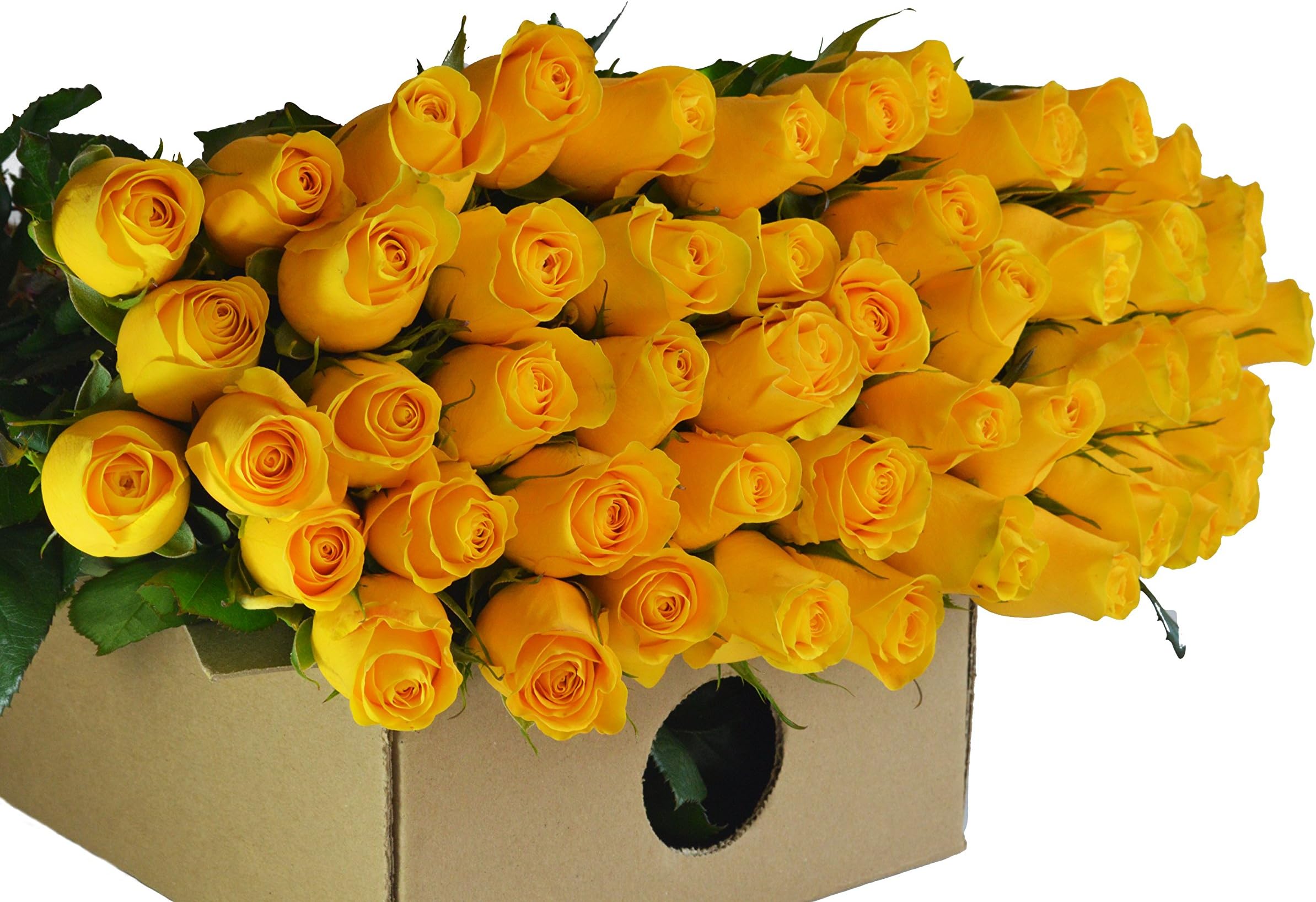 Blooms2DoorPRIME NEXT DAY DELIVERY - Fall Collection - 25 Yellow Roses (Farm-Fresh - 50cm) - Farm Direct Wholesale Fresh .Gift for Birthday, Thank You, Valentine, Motherโs Day Fresh Flowers