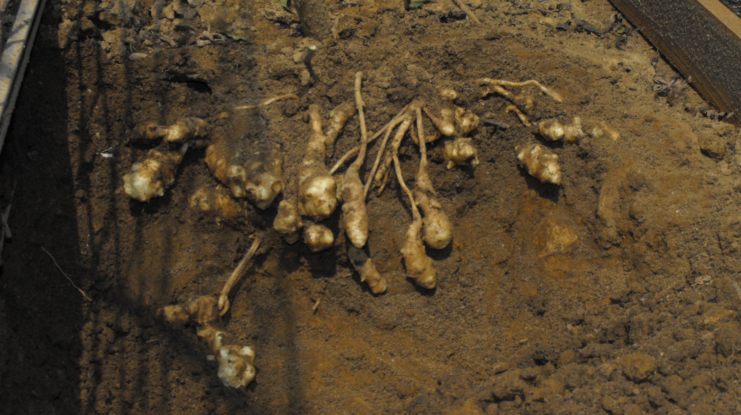 Jerusalem Artichokes Plantssunchoke Tubersplant