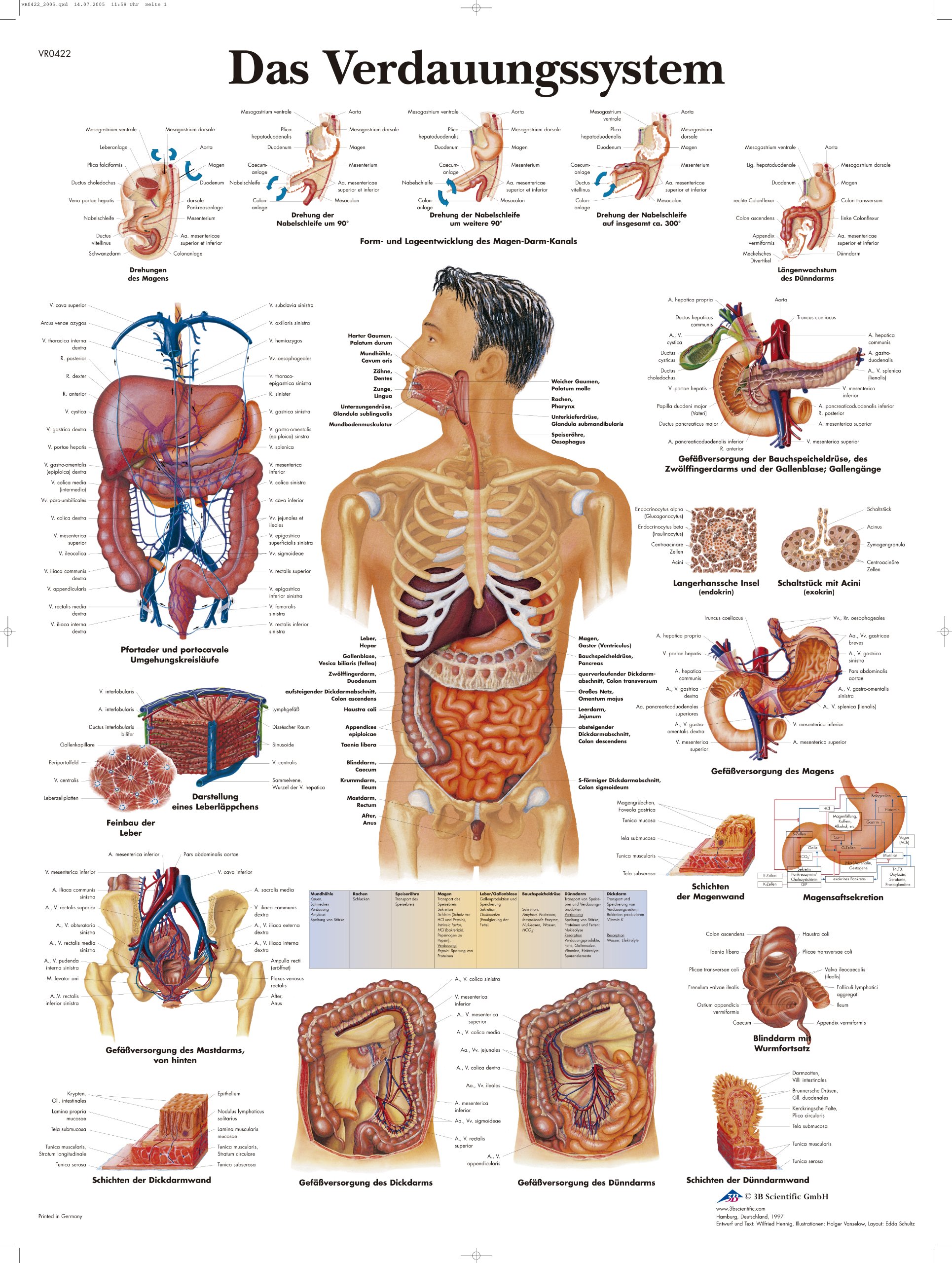 3B Scientific Chart The Digestive System, 1
