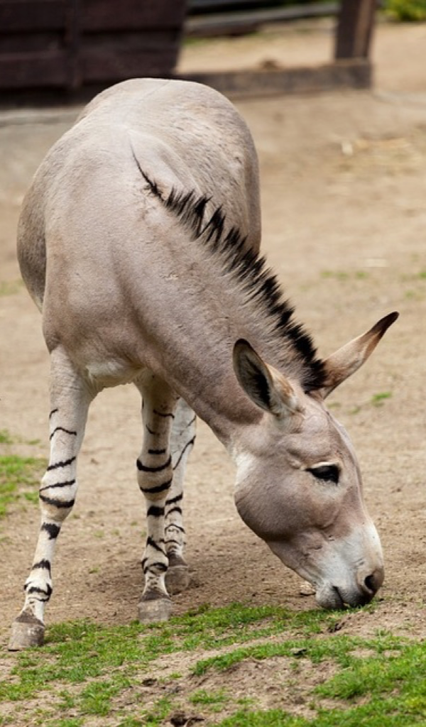 funny donkey Wallpaper HD Wallpapers of funny donkeys