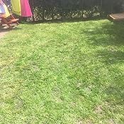 1 kg Grass Seed Covers 35 sqm (380 sq ft) - Premium Quality Seed - Fast