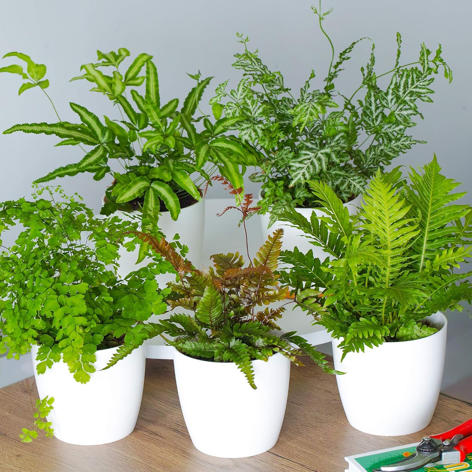 Types Of Indoor Fern Houseplants at John Sales blog
