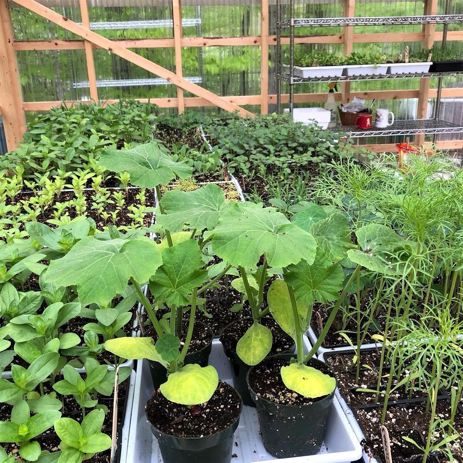 niyin204 Germination Trays Seedling Starter Trays Garden Tools With 6