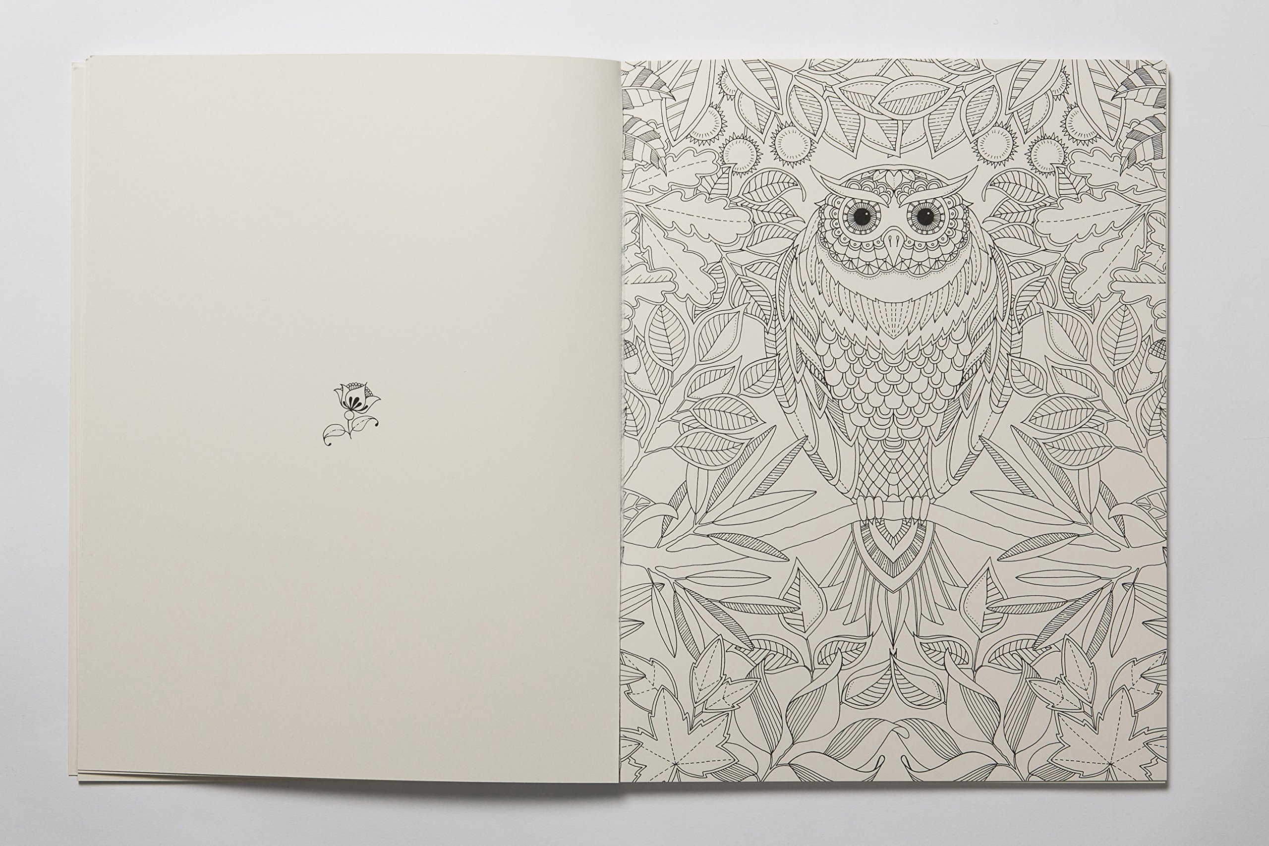 Download Amazon Com Secret Garden Artist S Edition A Pull Out And Frame Colouring Book Anglais 9781780677309 Basford Johanna Books