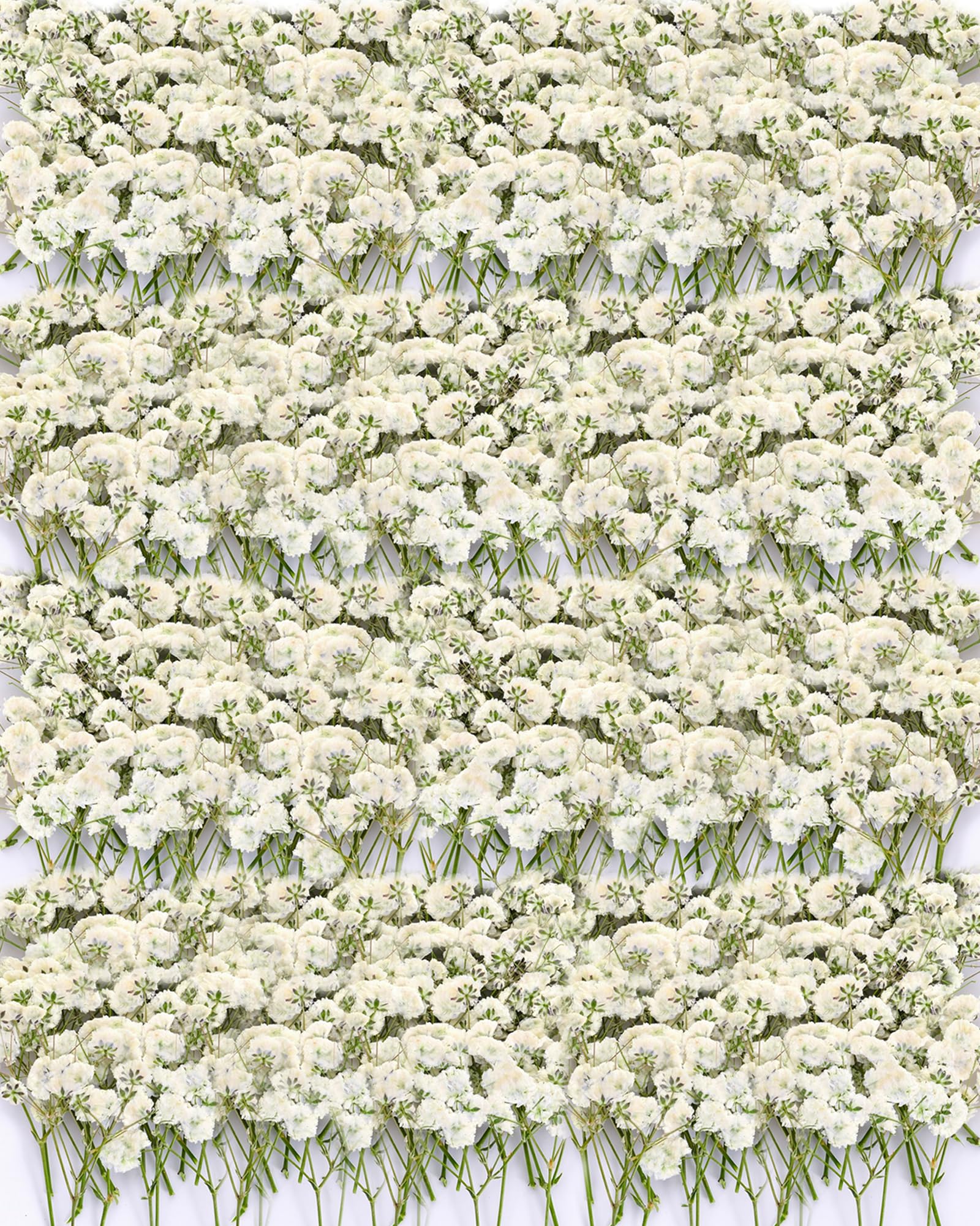 View 1 of 220Pcs Dried Pressed Baby's Breath Flowers - 100% Natural Flat Real White Gypsophila Baby Breath, Pressed Flowers for Resin Art, Epoxy Coasters, Wedding Invitations, Scrapbooking, Frame Decorations