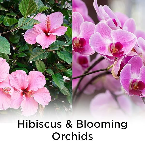 AIR WICK PLUG IN SCENTED OIL REFILL, 5 CT, HIBISCUS AND BLOOMING ORCHIDS, AIR FRESHENER, ESSENTIAL OILS, SPRING COLLECTION