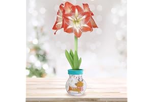 GSB GARDEN STATE BULB Garden State Bulb Reindeer Sweater Amaryllis Flower Bulb, Minerva, 28/30cm, Perfect Holiday Gift!