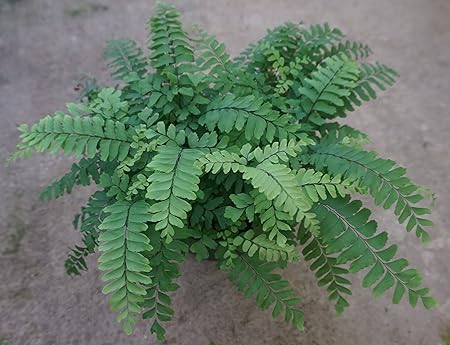Amazon Com Live Bronze Venus Maidenhair Fern Plant Fit 4 Pot