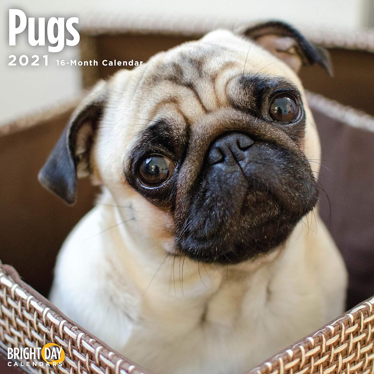 pug calendar 2021 Amazon Com 2021 Pugs Wall Calendar By Bright Day 12 X 12 Inch Cute Dog Puppy Office Products pug calendar 2021