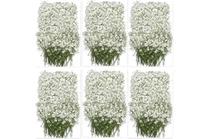 100PCS Dried Pressed Babys Breath Flowers Bulk, YouthBro Real Nature Ivory White Gypsophila Branches Bouquet for Resin Invitations Wedding Art Craft DIY Card Making