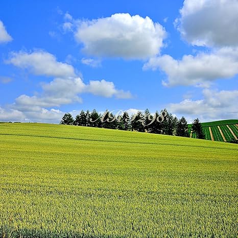 Amazon Co Jp 風景写真ポスター 北海道 ぽっかり白い雲の麦畑 A 自分好みの額に入れたりボードに貼って部屋飾りをおしゃれに楽しめます 59 4 59 4 ホーム キッチン