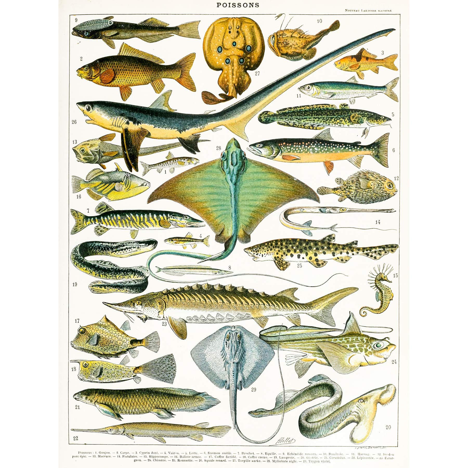 Artery8 Millot Encyclopedia Page Sea Fish Variety Large Wall Art Poster Print Thick Paper 18X24 Inch