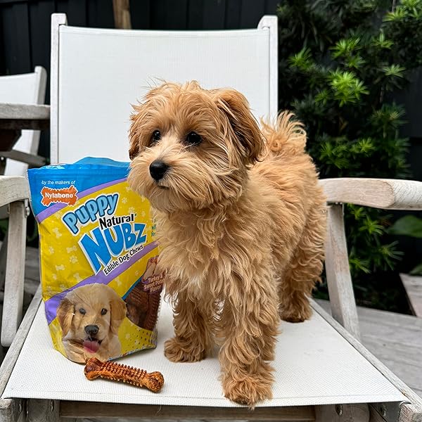 NYLABONE NUBZ NATURAL DOG CHEW TREATS FOR PUPPIES, LONG LASTING DOG BONES MADE IN USA, PUPPY TRAINING TREATS, TURKEY & SWEET POTATO FLAVOR, FOR PUPPIES UP TO 25 LBS. (8 COUNT)