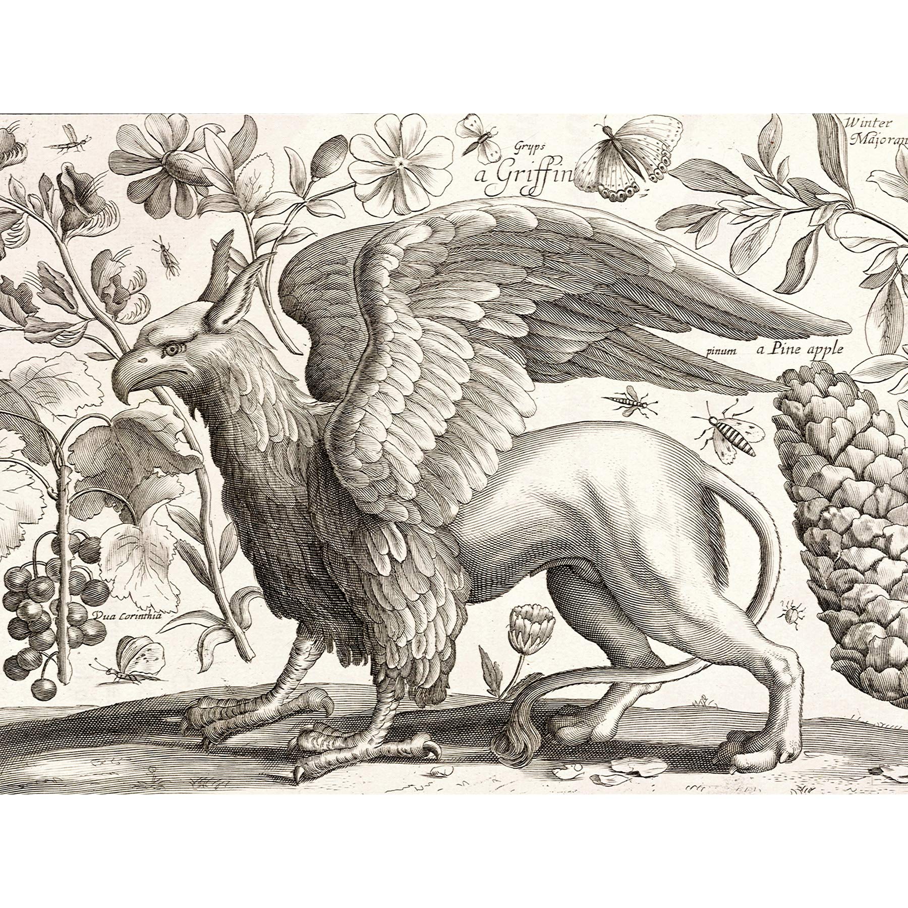 Artery8 Hollar Griffin Pineapple Butterflies Etching Large Wall Art Poster Print Thick Paper 18X24 Inch