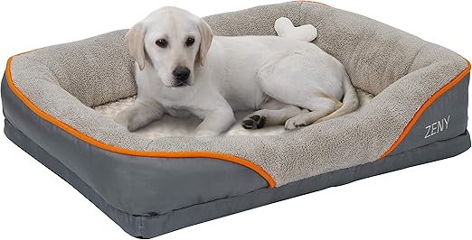 8 week old kitten care