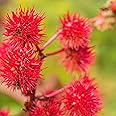 Outsidepride 50 Seeds Annual Ricinus Communis Castor Bean Gibsonii Flower Seeds for Planting