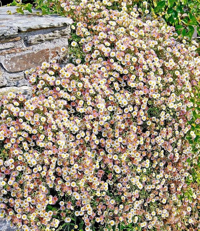 Ultrey Seed House Spanish Daisy Seeds Horseweed Groundcover