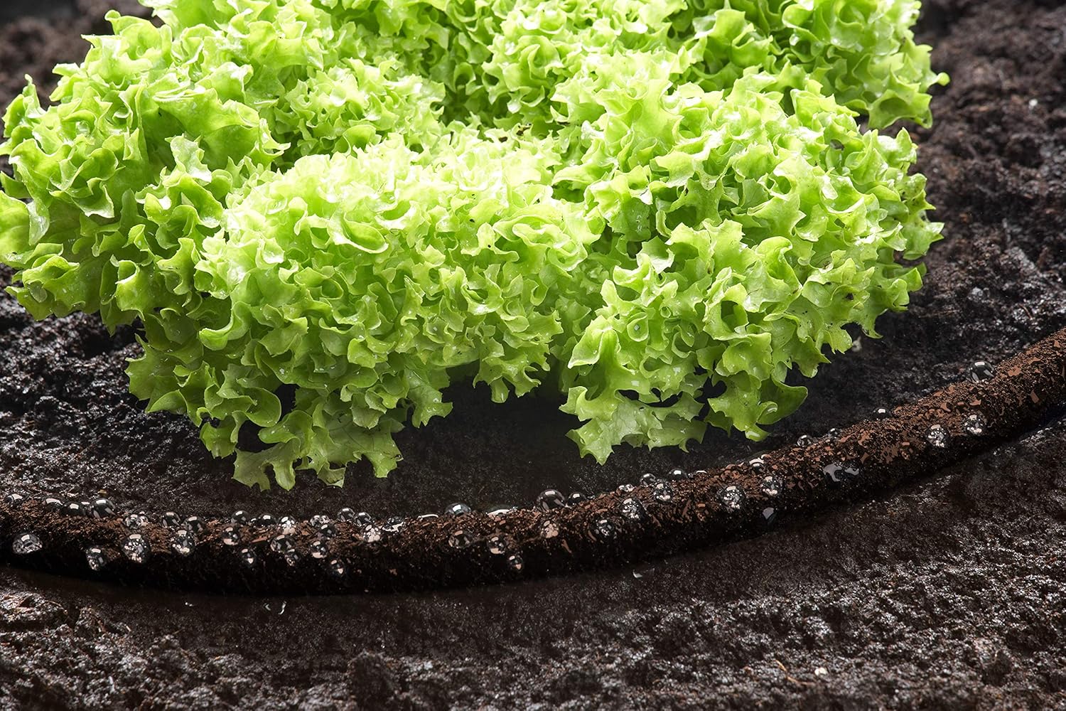 Meister 9921910 Pearl Hose 12.7 mm (1/2 Inch) 7.5 m Length for Gentle