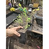 One Live Large cottoneaster Plant Growing in 6" Pot Shrub Birds | Attracts Birds, Ready to Plant, Live Plant, Shrub Variety, Small Pot Size