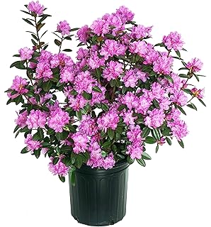 Amazon Com Azalea Girard S Fuchsia Azalea Shrub Bright Pink