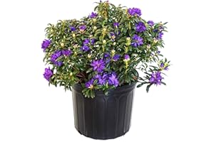 Rhododendron X 'Blue Baron' (Rhododendron) Evergreen, Bluish Purple Flowers, 3 - Size Container