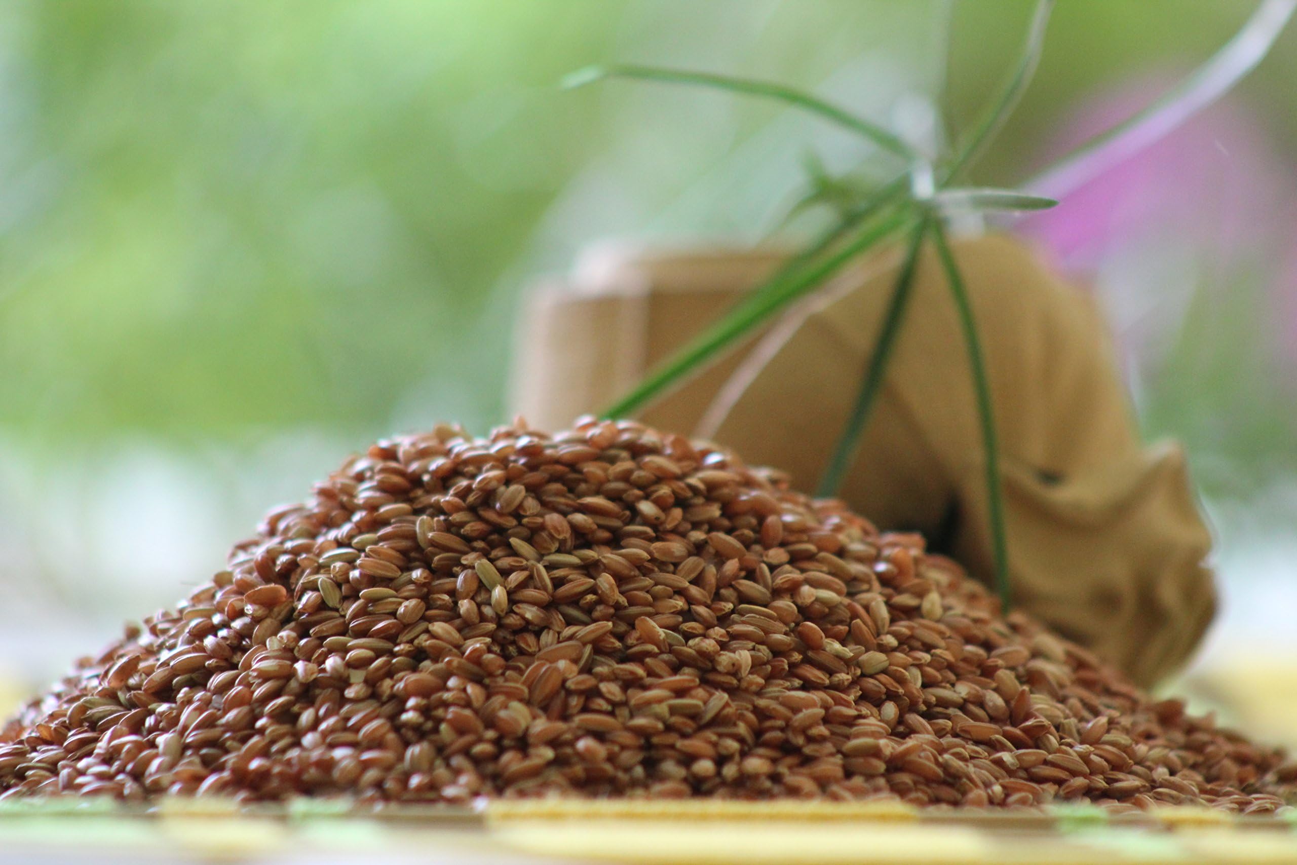 Ceylon Pure Organic Wholegrain Heirloom Red Rice, 10 Pound