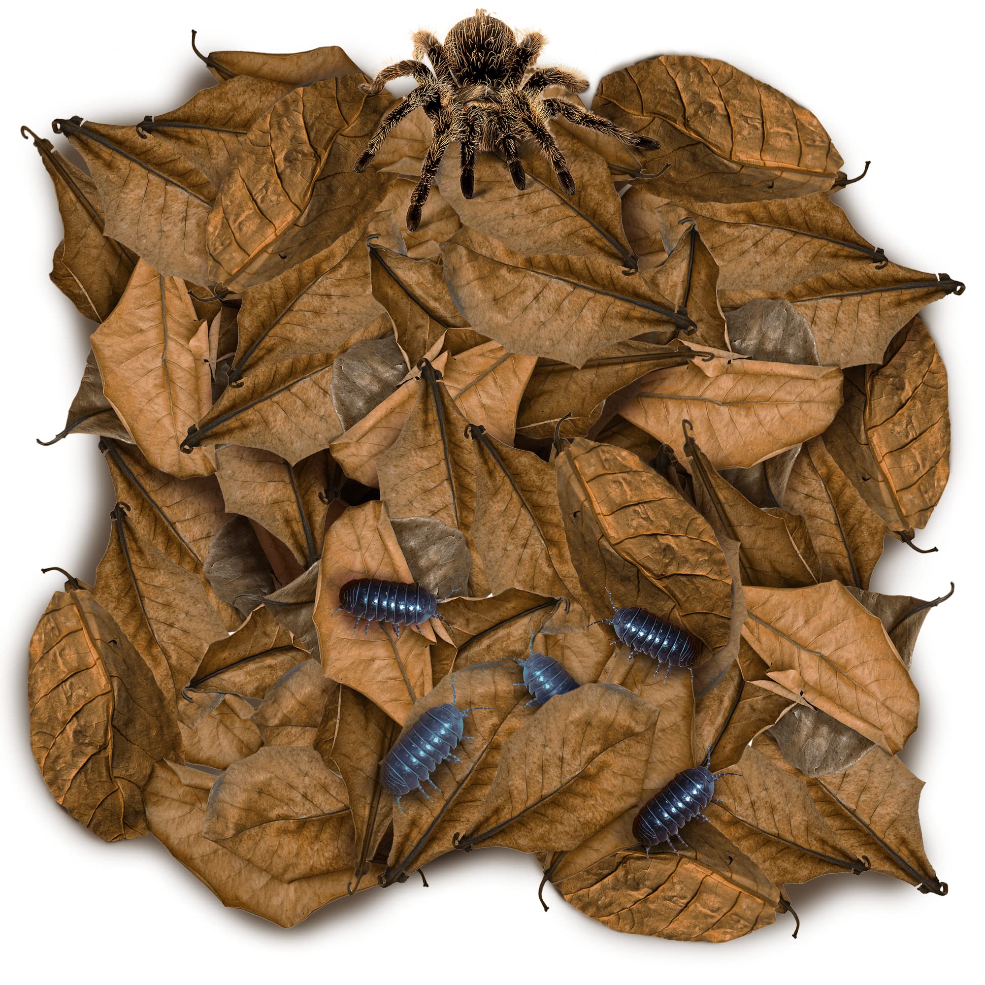 Mua 50 Pack Leaf Litter for Spider, Cricket & Isopod, Mini Catappa