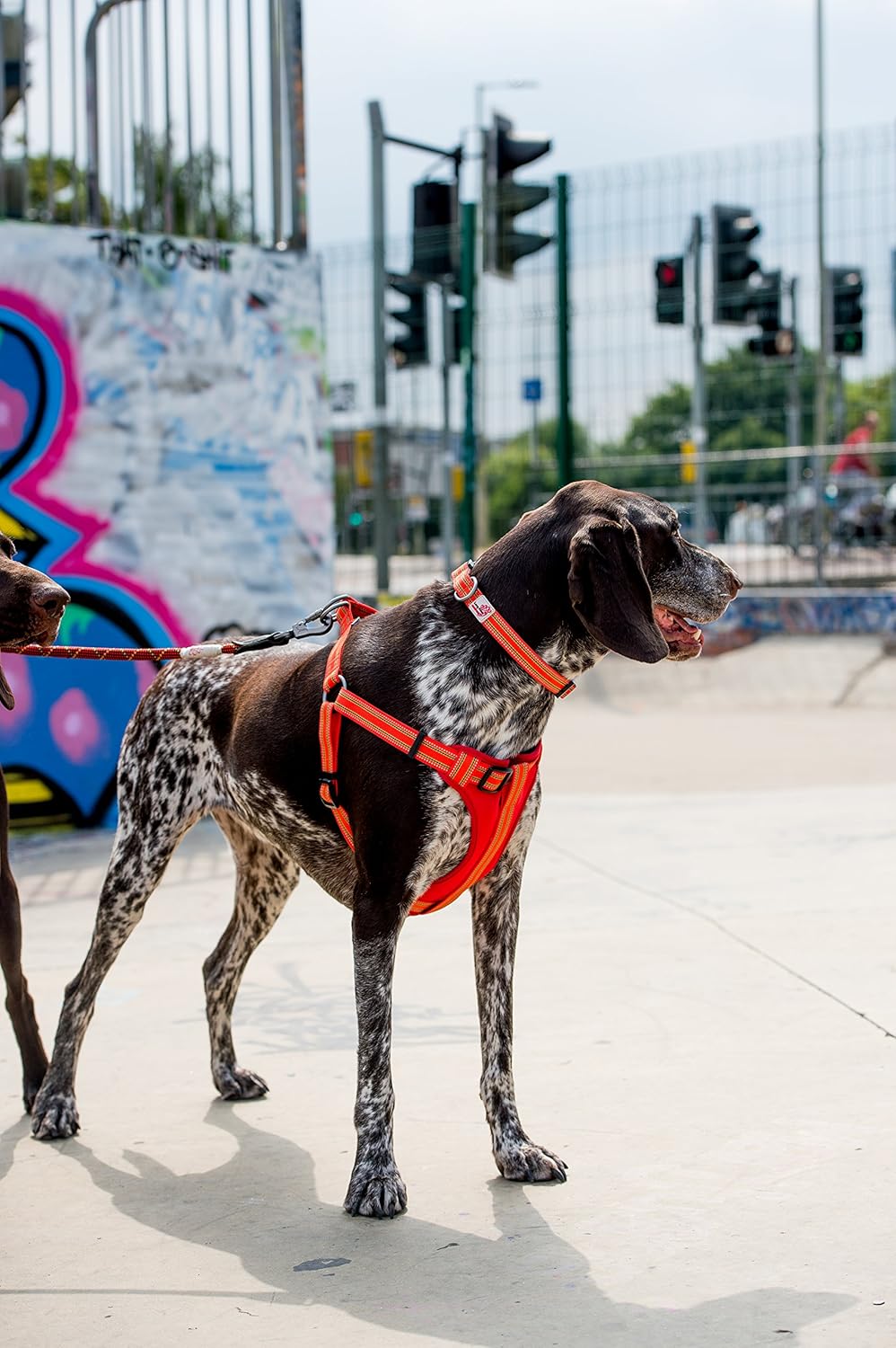 Long Paws Comfort Dog Harness, Reflective, Padded Dog Harness, Medium, Orange - Image 5