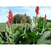 Beautiful Large Red Canna, Robert Kemp Canna Lily Fresh Top Size Bulb/Plant/Rhizome