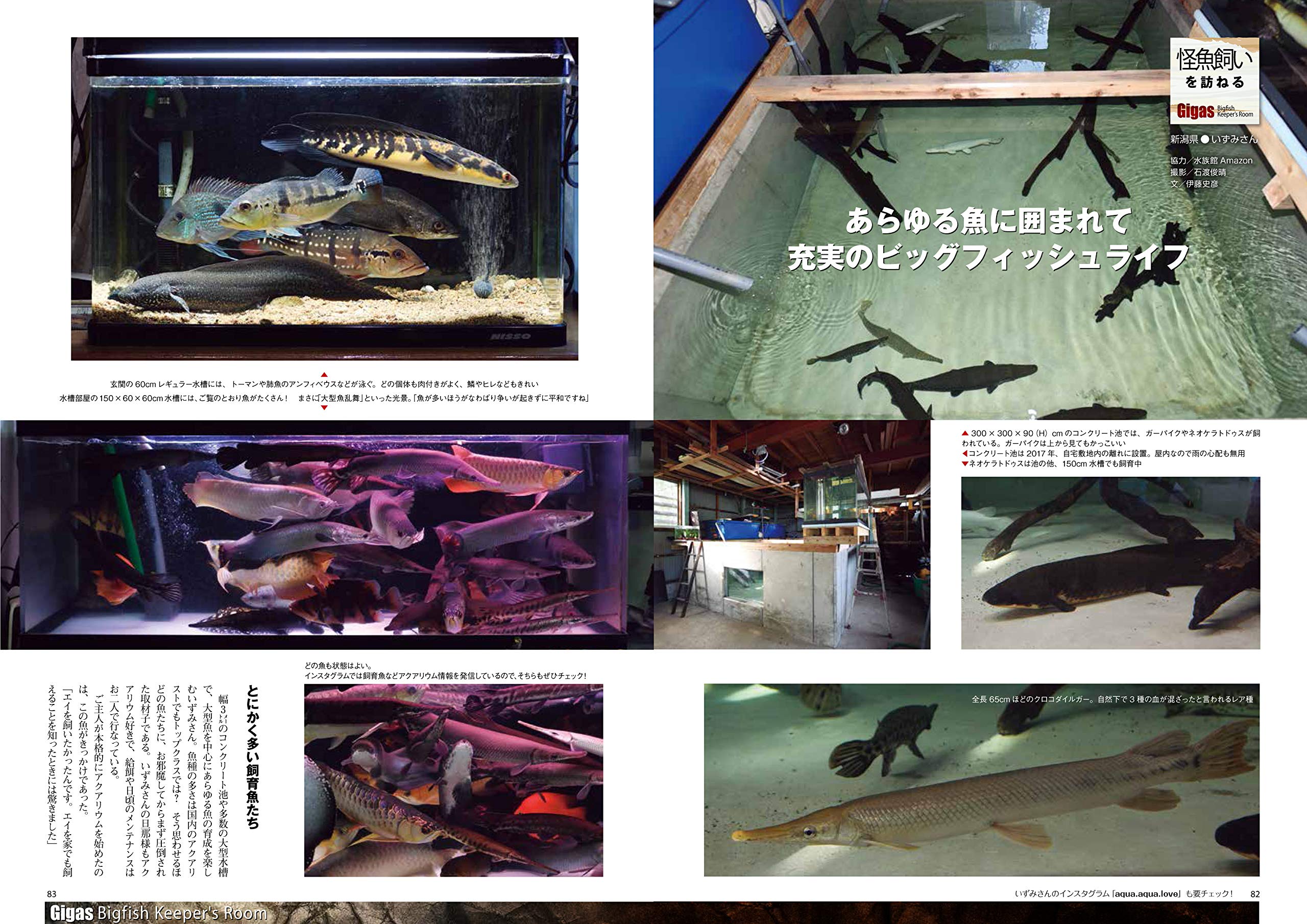 怪魚飼育マガジン Gigas ギガス Vol 02 本 通販 Amazon 怪魚飼育マガジン Gigas ギガス Vol 02 本 通販 Amazon