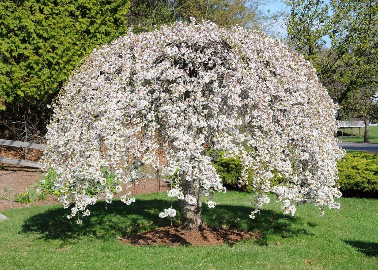Amazon 1 Gallon Shidare Yoshino Weeping Cherry Tree Live Plant Amazon 1 Gallon Shidare Yoshino Weeping Cherry Tree Live Plant