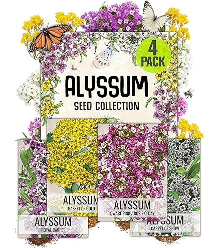 Sweet Alyssum 'Dwarf Pink' Flower Seeds - 1000 Seeds, Fragrant Groundcover, Attracts Butterflies, Non-GMO