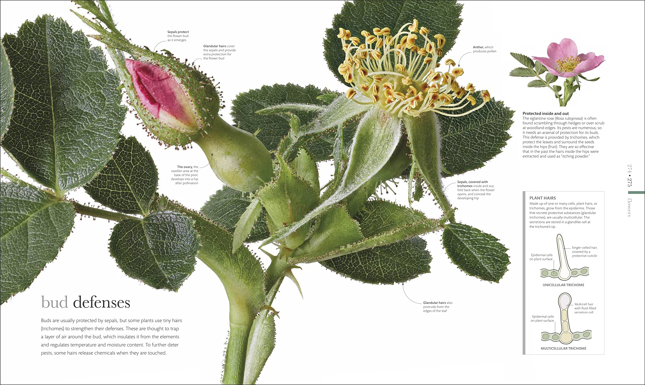 The Science of Plants: Inside Their Secret World (DK Secret World Encyclopedias)