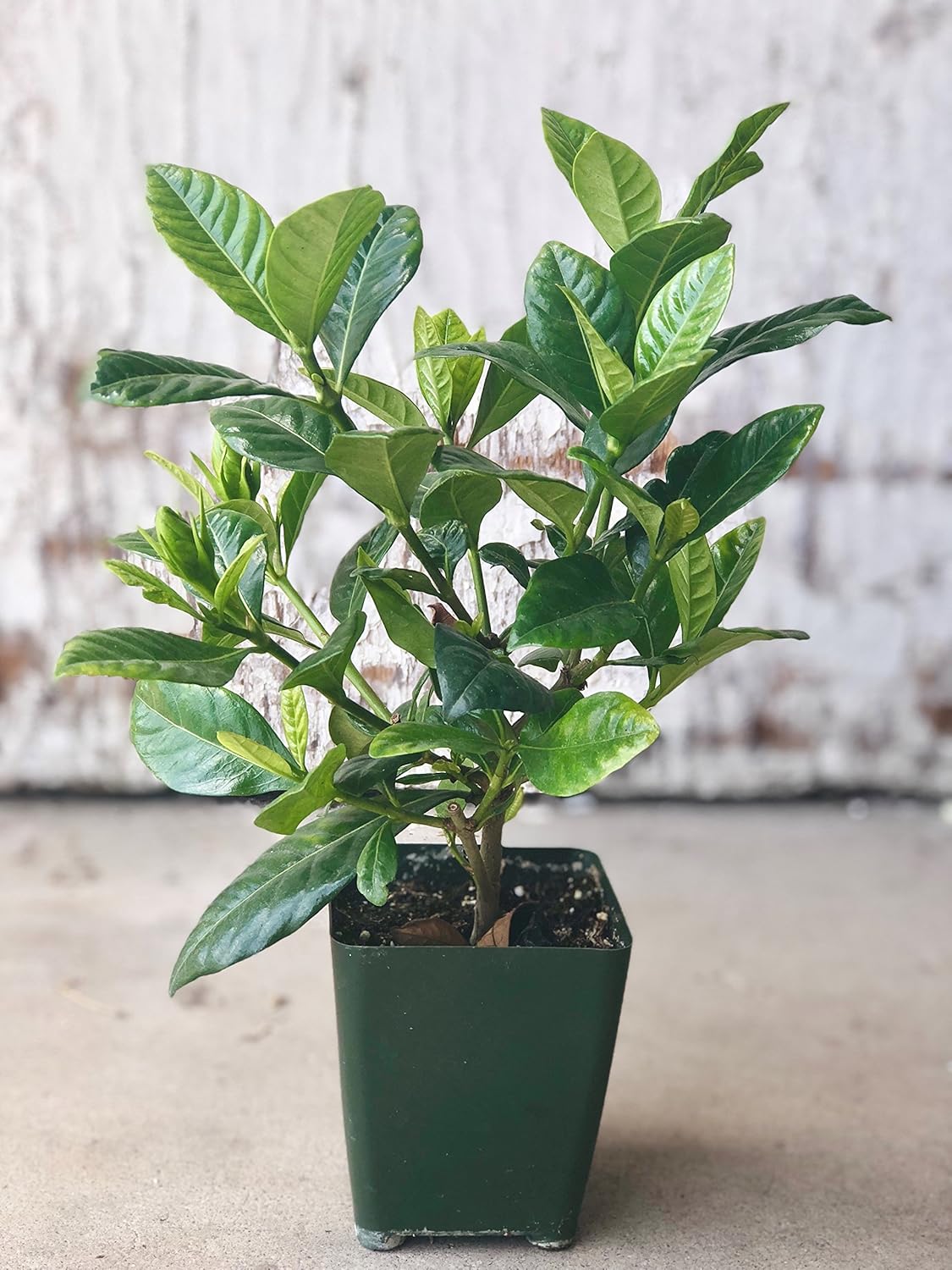 Summer Bloomer And Extremely Fragrant Gardenia Plant Fully Rooted Potted In 4 X 3 5 Pot Gardening Patio Lawn Garden