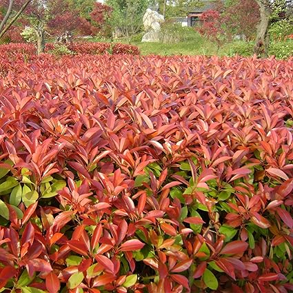 Feuille Vert 100 Arbustes A Feuillage Persistant Plante Les Graines De Photinia Amazon Fr Jardin