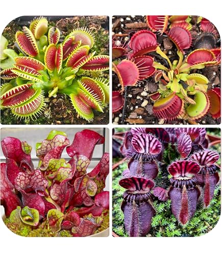 Amazon.com : New Carnivorous Plant seeds100pcs Generic : Patio, Lawn &  Garden
